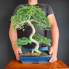 Bonsai olmo cinese usato  San Pancrazio Salentino