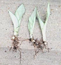 Sansevieria moonshine snake for sale  Webster