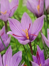 Bulbi crocus sativus usato  Maddaloni