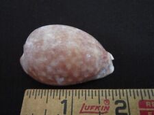 Macrocypraea cervus atlantic for sale  Gainesville