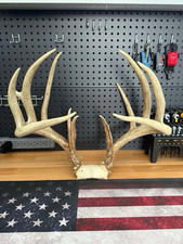 Whitetail deer antlers for sale  Frostburg