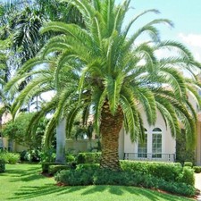 Canary island date for sale  Lincolnton