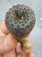 Frailea phaeodisca green for sale  Indianapolis