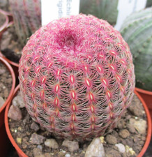 Echinocereus rigidissimus bril for sale  BRISTOL