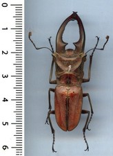 Lucanidae cyclommatus zuberi d'occasion Lucanidae cyclommatus zuberi d'occasion  France