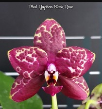 Phalaenopsis yaphon black for sale  SHREWSBURY
