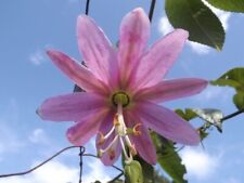 Banana passionfruit passiflora usato  Spedire a Italy
