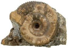 Lias peronoceras desplacei gebraucht kaufen  Erlangen