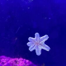 Asterina starfish clean for sale  ROSS-ON-WYE