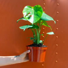 Monstera deliciosa tropical for sale  Homestead