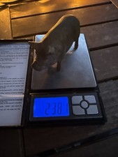 brass pigs for sale brass pigs for sale HONITON