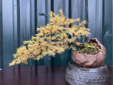 European larch bonsai for sale European larch bonsai for sale  DORCHESTER
