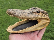 Genuine alligator head for sale  South Fulton