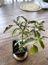 Organic holy basil for sale  Mckinney