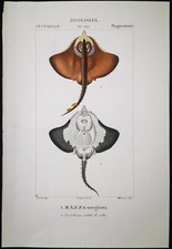 1831 pretre originale usato  Urbino