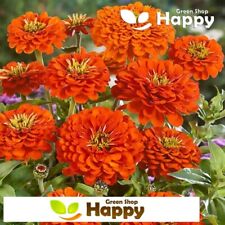 Zinnia dahlia orange for sale  DONCASTER