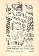 Farne iii historischer gebraucht kaufen  Göttingen