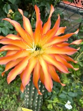 Trichocereus ibrido ka2016.39. usato  Spedire a Italy