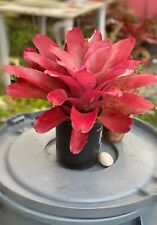 Neoregelia petra tropical for sale  USA