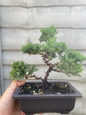 Juniper bonsai starter for sale  SOUTHAMPTON