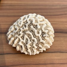 Antique fossilized brain for sale  CUPAR