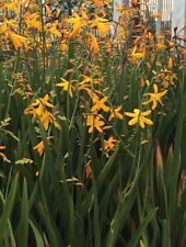 Yellow orange crocosmia for sale  Lynnwood