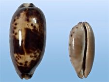 Cypraea testudinaria negros usato  Roma
