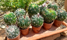 Echinofossulucactus spec mix gebraucht kaufen  Mönchengladbach