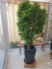 benjamin pflanze gebraucht kaufen benjamin pflanze gebraucht kaufen  Veitsbronn