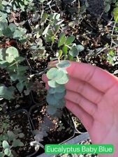 Baby blue eucalyptus for sale  Eustis