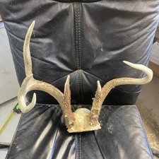 Unique weird wild for sale  Ellis