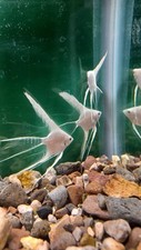 Pack veil tail for sale  Elsinore