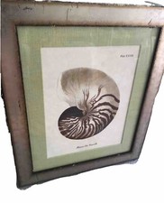 Seashell picture framed for sale  Port Saint Lucie