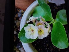 Primula aricula oyster for sale  LIVERSEDGE
