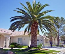 Canary island date for sale  Lincolnton