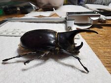 Dynastes neptunus 78mm for sale  Depauw