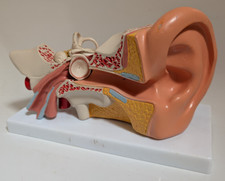 Large human ear for sale  HASTINGS