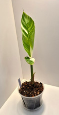 indoor plants house plants for sale indoor plants house plants for sale EXETER