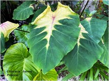 Colocasia aurora princess d'occasion  Arzacq-Arraziguet