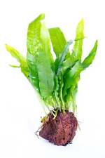 Microsorum pteropus lava for sale  MARKET RASEN