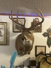 Whitetail buck shoulder for sale  Hot Springs National Park