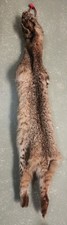 Taxidermy bobcat skin for sale  Dowagiac