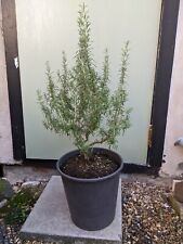 Rosemary herb plant for sale  LONDON