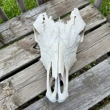 Real cow skull for sale  Kearney