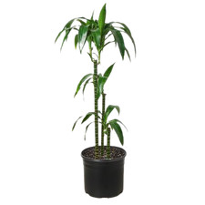 Dracaena elegance 10 for sale  Old Town