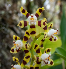 Miniature espèce orchidée d'occasion  Paris XV