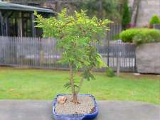 Large flowering brazilian for sale  Freeport