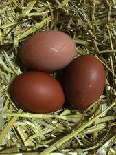 Bbs copper marans for sale  Sanford