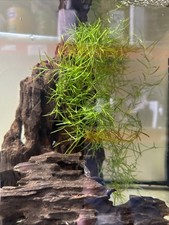 Guppy grass aquarium for sale  DONCASTER