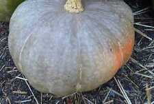 Squash strawberry crown for sale  SALISBURY